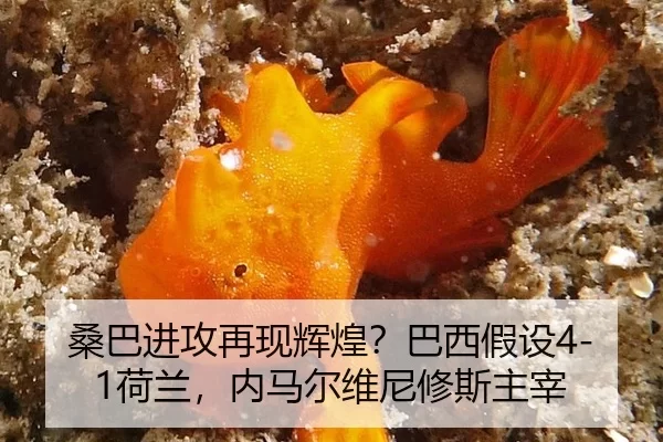 sang-ba-jin-gong-zai-xian-hui-huang-ba-xi-jia-she-he-lan-nei-ma-er-wei-ni-xiu-si-zhu-zai-3-226.jpg